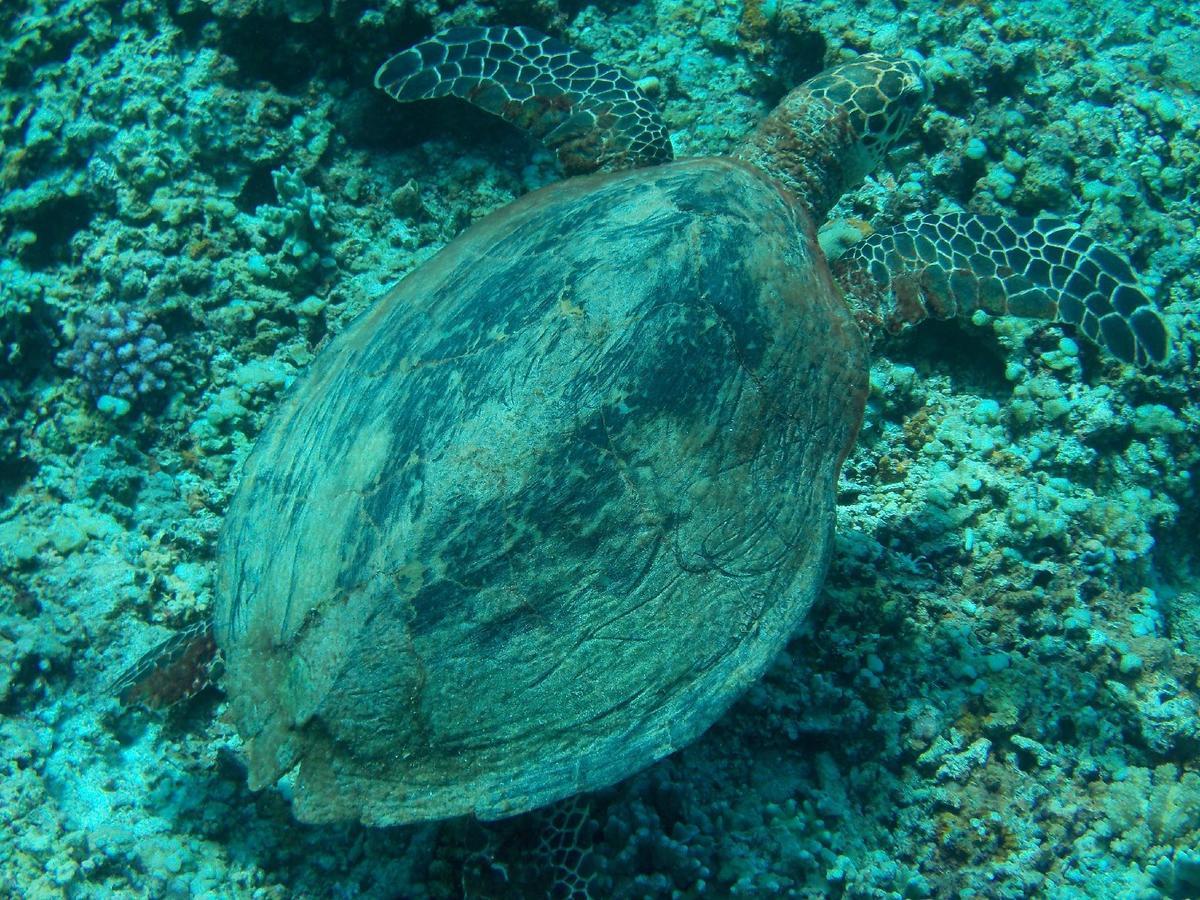 Sablayan Gustav'S Place Silver Beach Dive Resort Dış mekan fotoğraf
